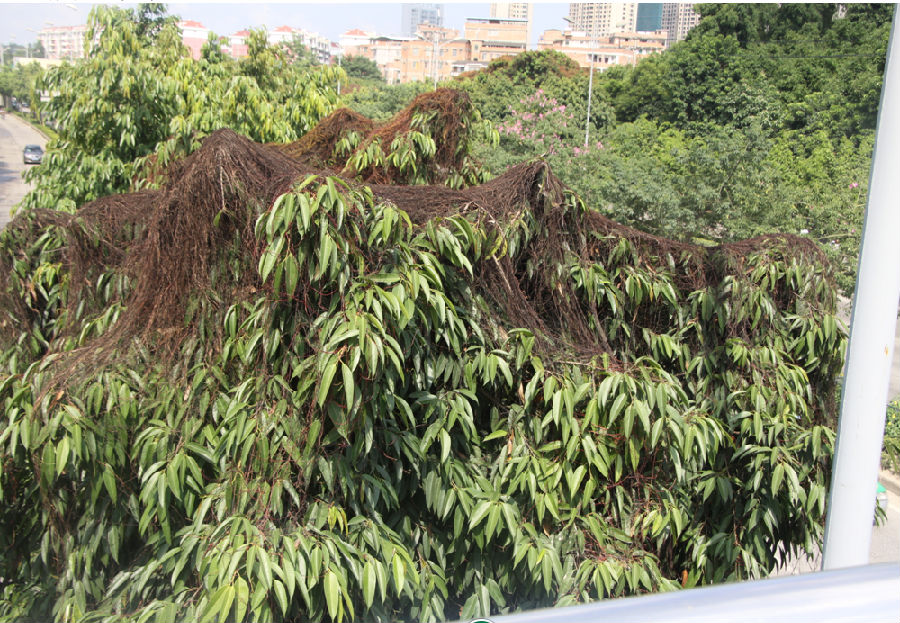 圖6 6%菟絲特AS藥后30天防除效果.png